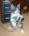 Кот, играющий на гитаре