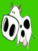 Корова, облизывающая экран