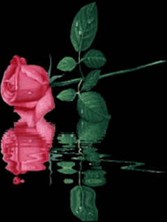 Роза на воде