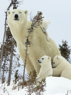 3 медвежонка и мать