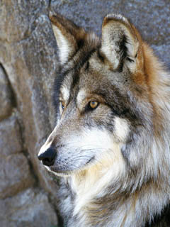 Волк красавец