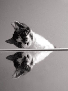 Котенок и его отражение