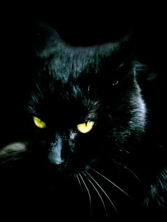 Черный кот в черной комнате