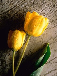2 желтых тюльпана