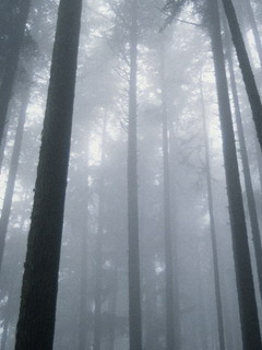 В туманном лесу