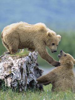 Игра медвежат