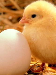 Цыпленок и яйцо