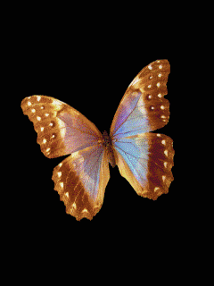 Анимация бабочка