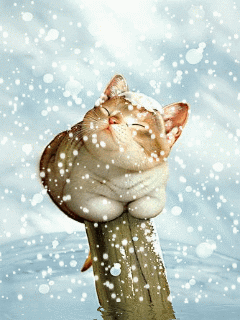 Щурящаяся кошка от падающего снега