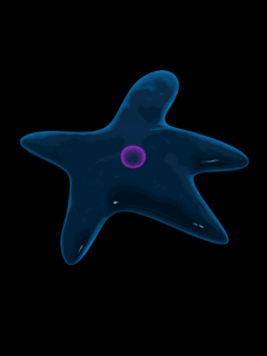 Медуза-звезда