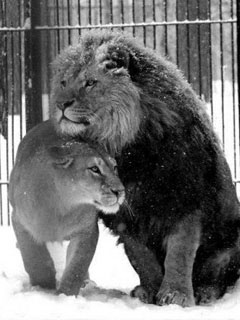 Взаимоподдержка (лев и львица)