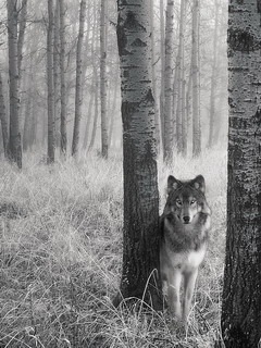 Волк - хозяин леса