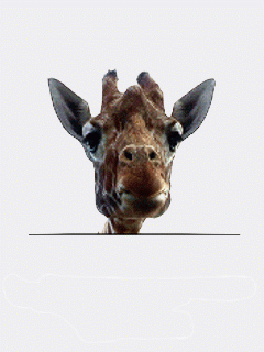 Жующий жираф