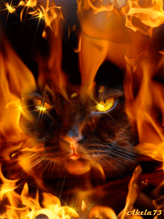 Кот в пламени