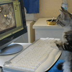 Онлайн общение котов
