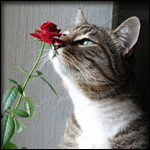 Кот нюхающий розу
