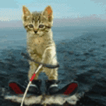 Котёнок - воднолыжник