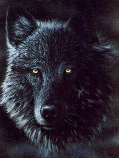 Взгляд черного волка