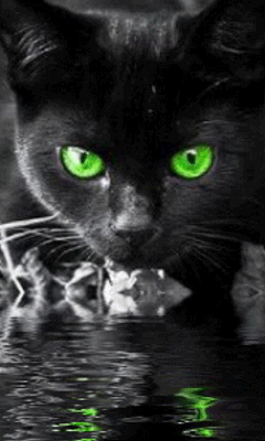 Зеленоглазый черный кот