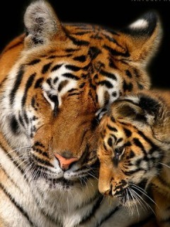 Материнская любовь (тигры)