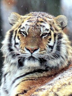 Красавец (тигр)