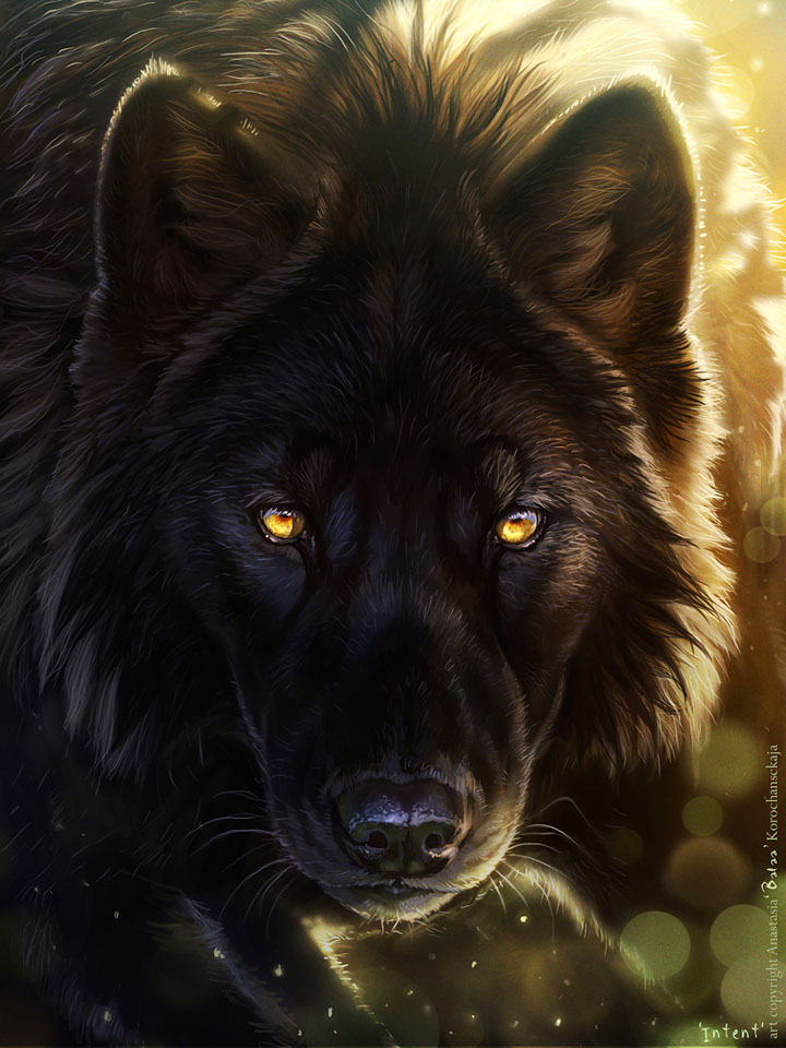 Настороженный Взгляд черного волка