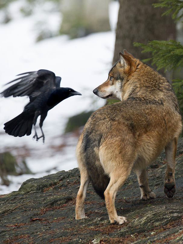 Волк и ворона