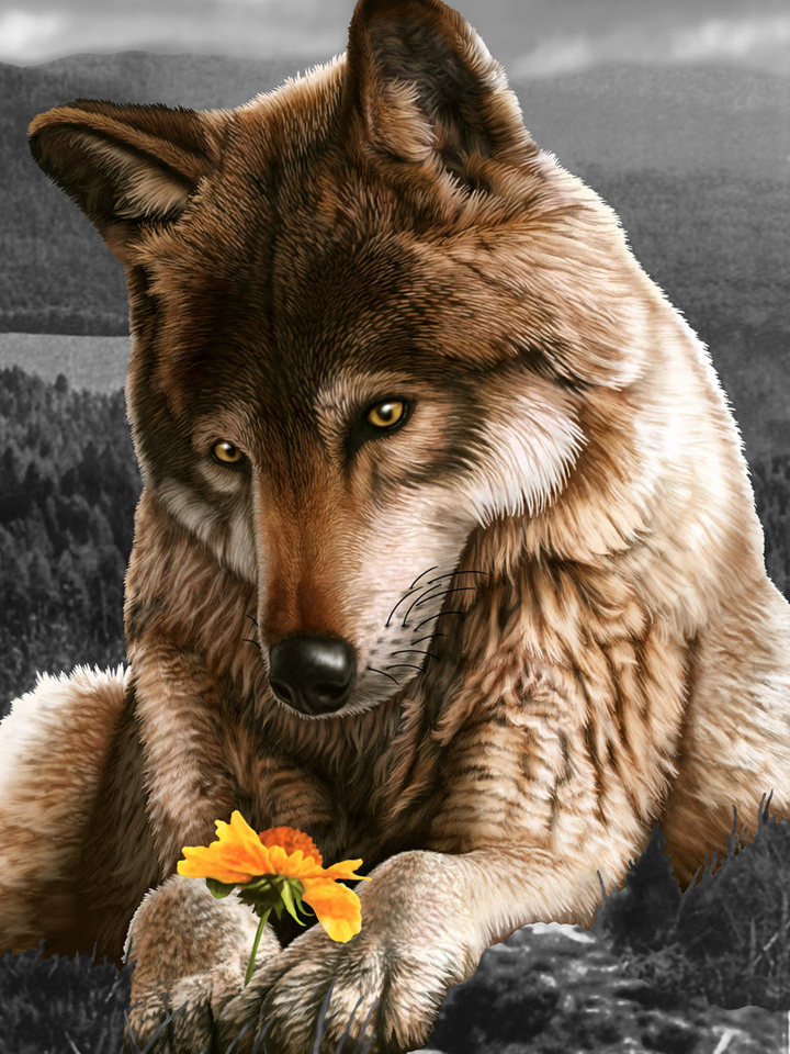 Волк и цветок
