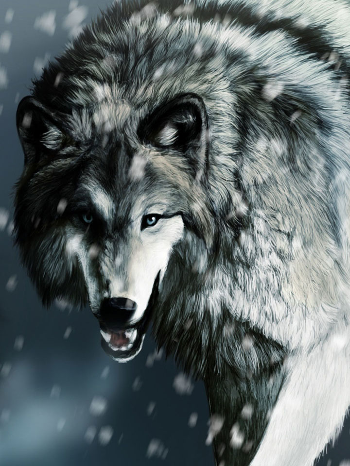 Волк перед атакой