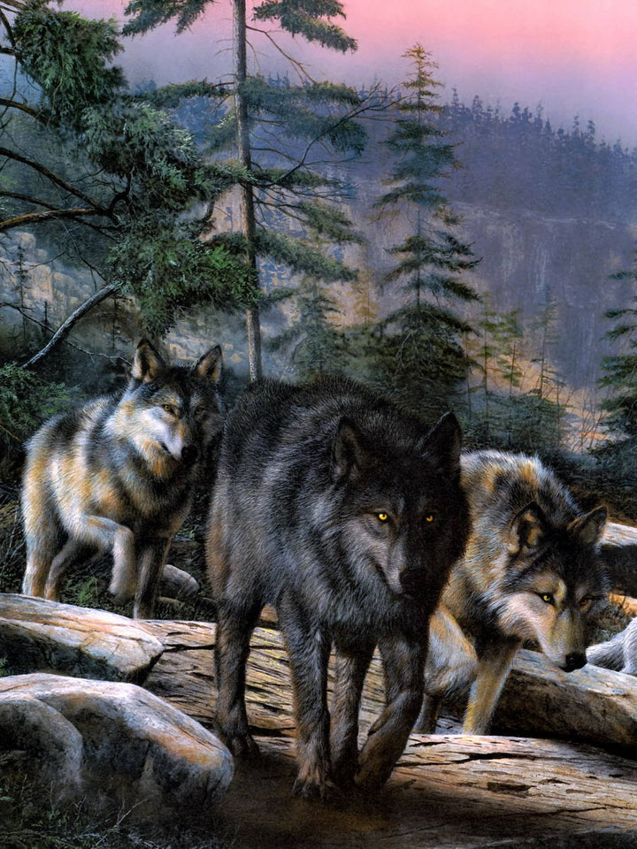 Волки взявшие след