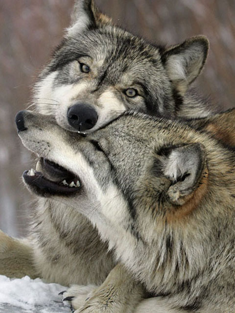 Играющиеся волки