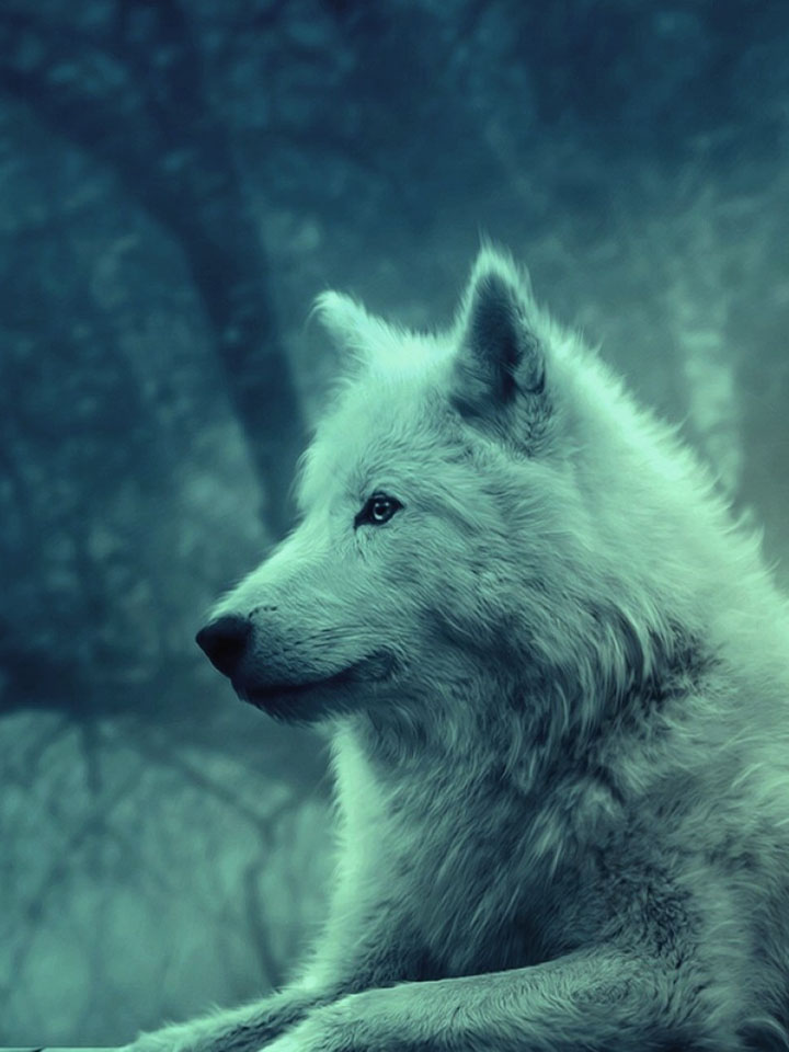 Спокойный белый волк