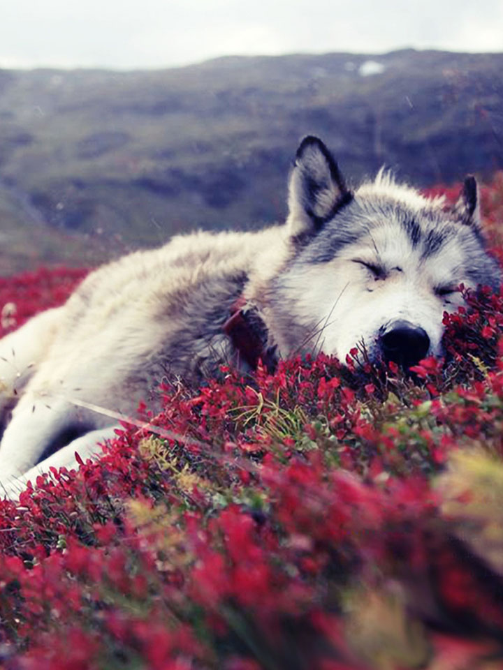 Спящий волк на холме
