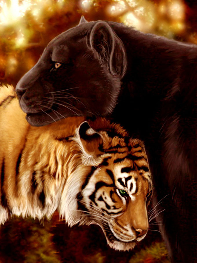 Дружба пумы и тигра