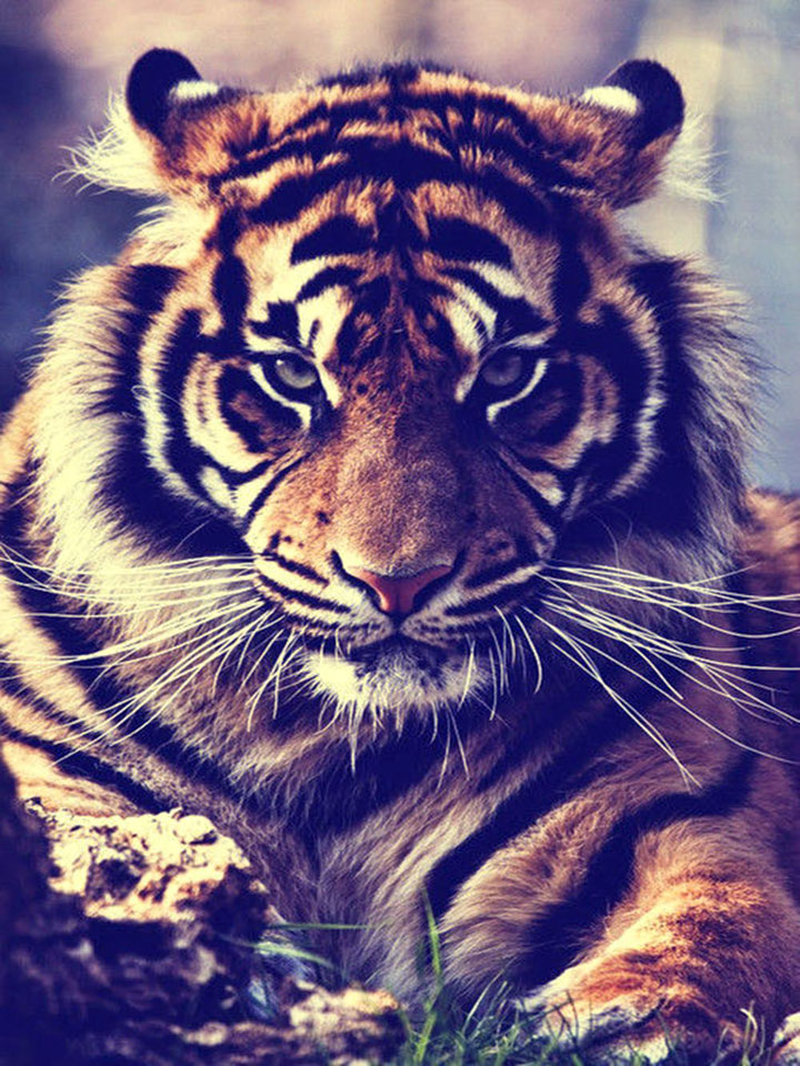 Сердитый тигр