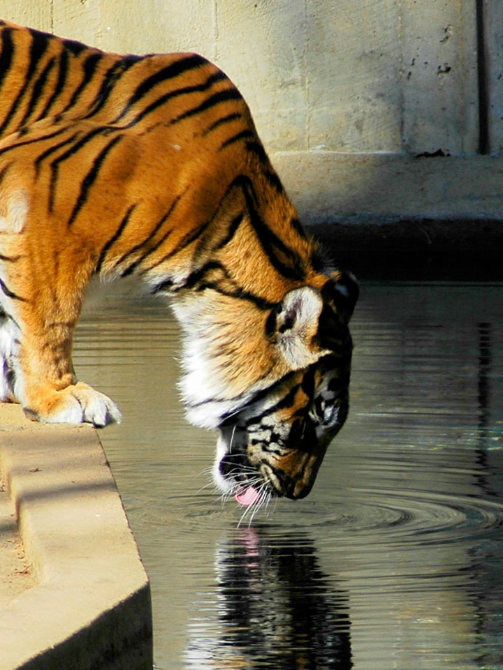 Пьющий тигр