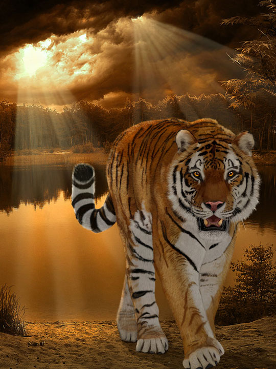 Тигр в солнечных лучах