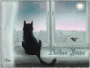Черный кот у окна
