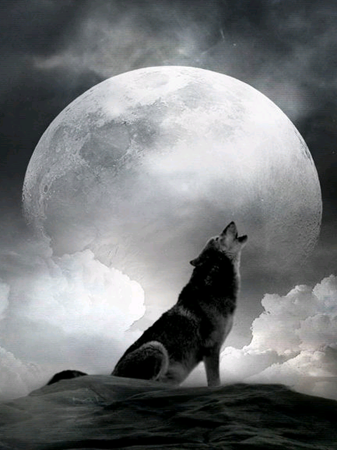 Большая Луна и воющий волк