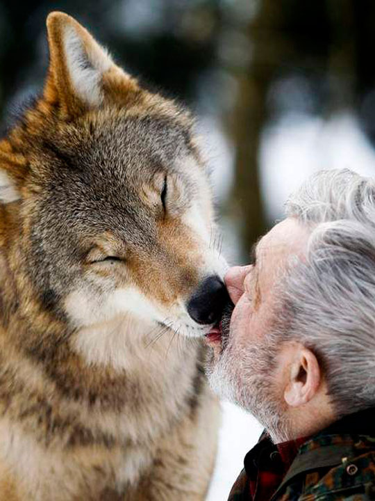Волк ест со рта человека