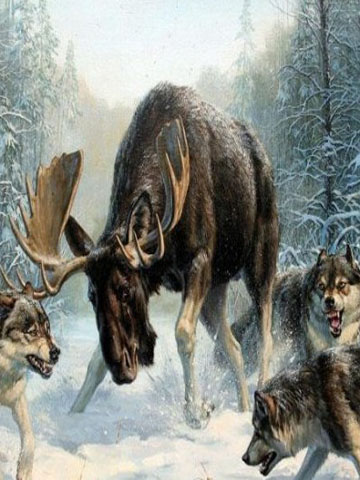 Волки: охота на лося