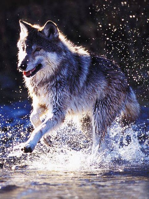 Бегущий волк по воде