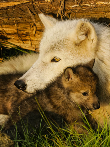 Белая волчица и волчонок