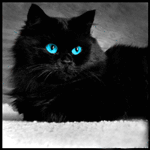 Моргающий черный кот