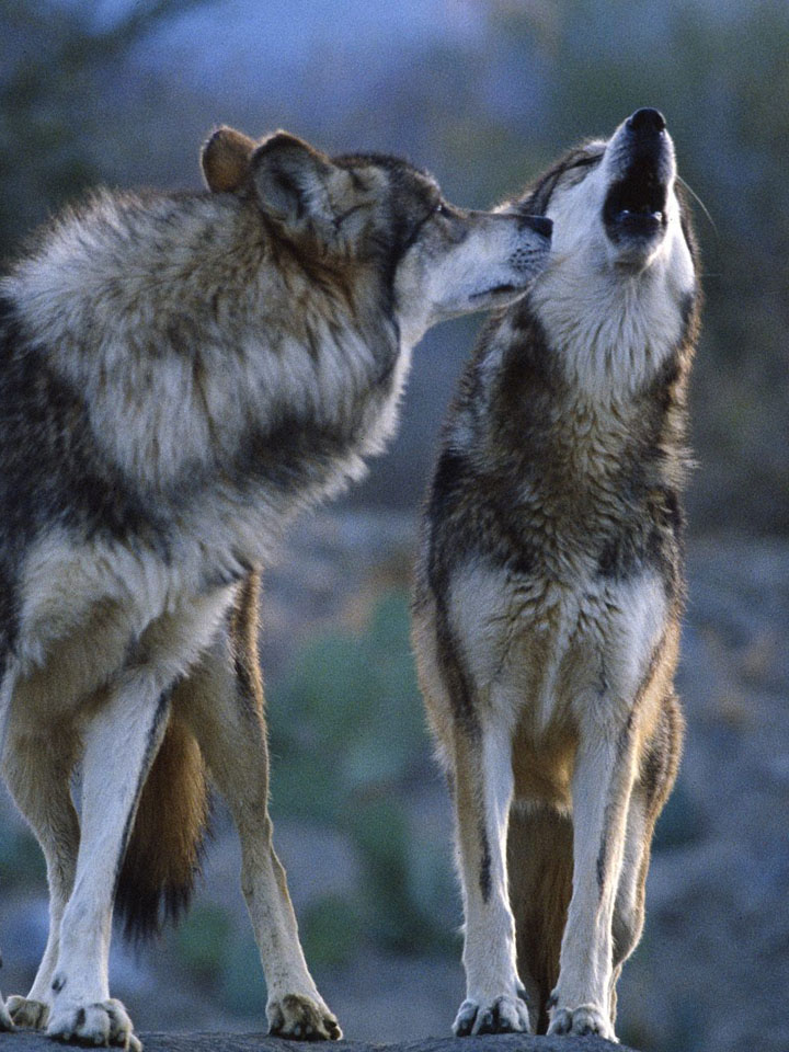 Скорбящая волчья пара