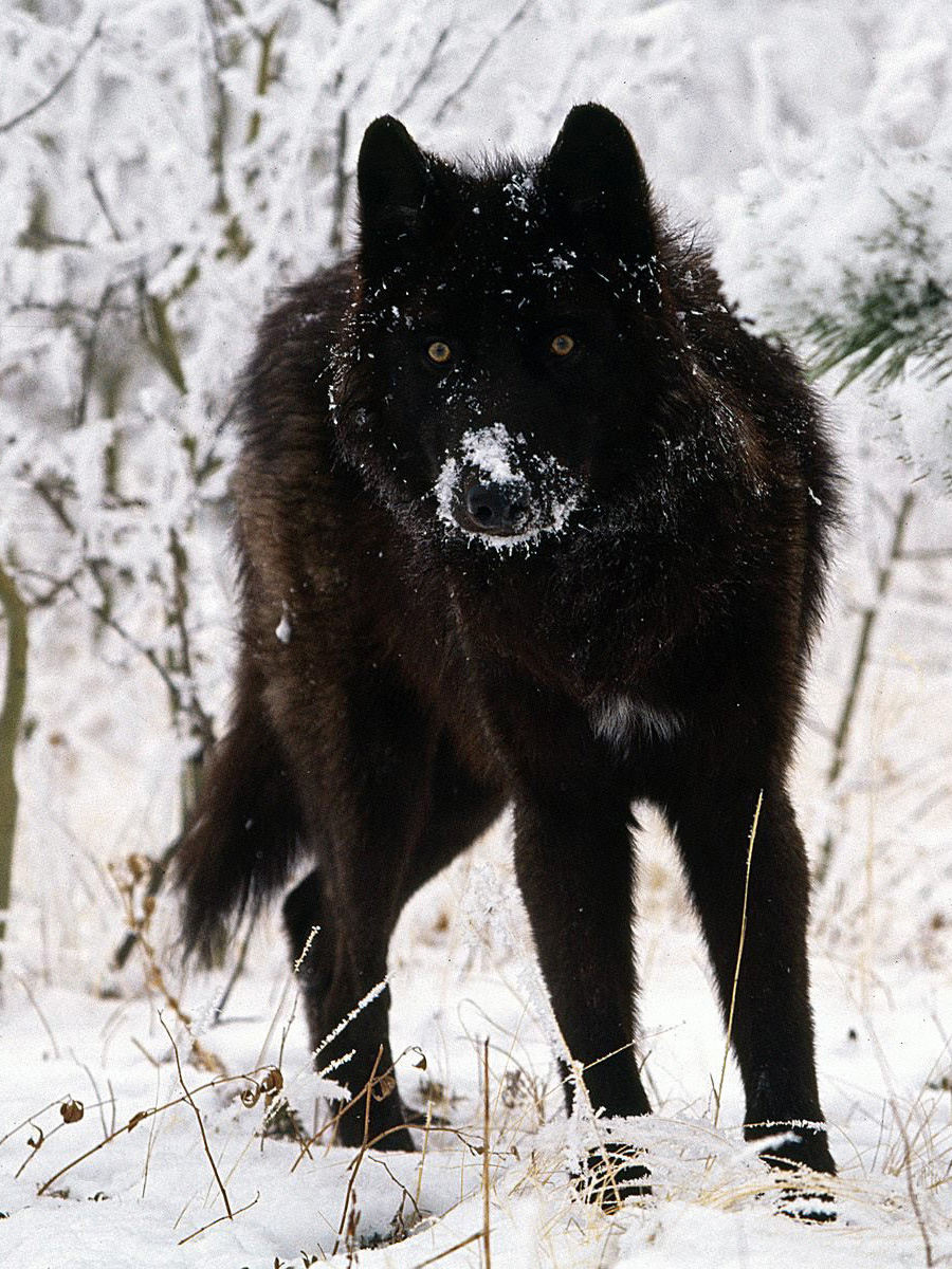 Черный волк что-то увидел