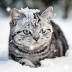 Кот и падающий снег