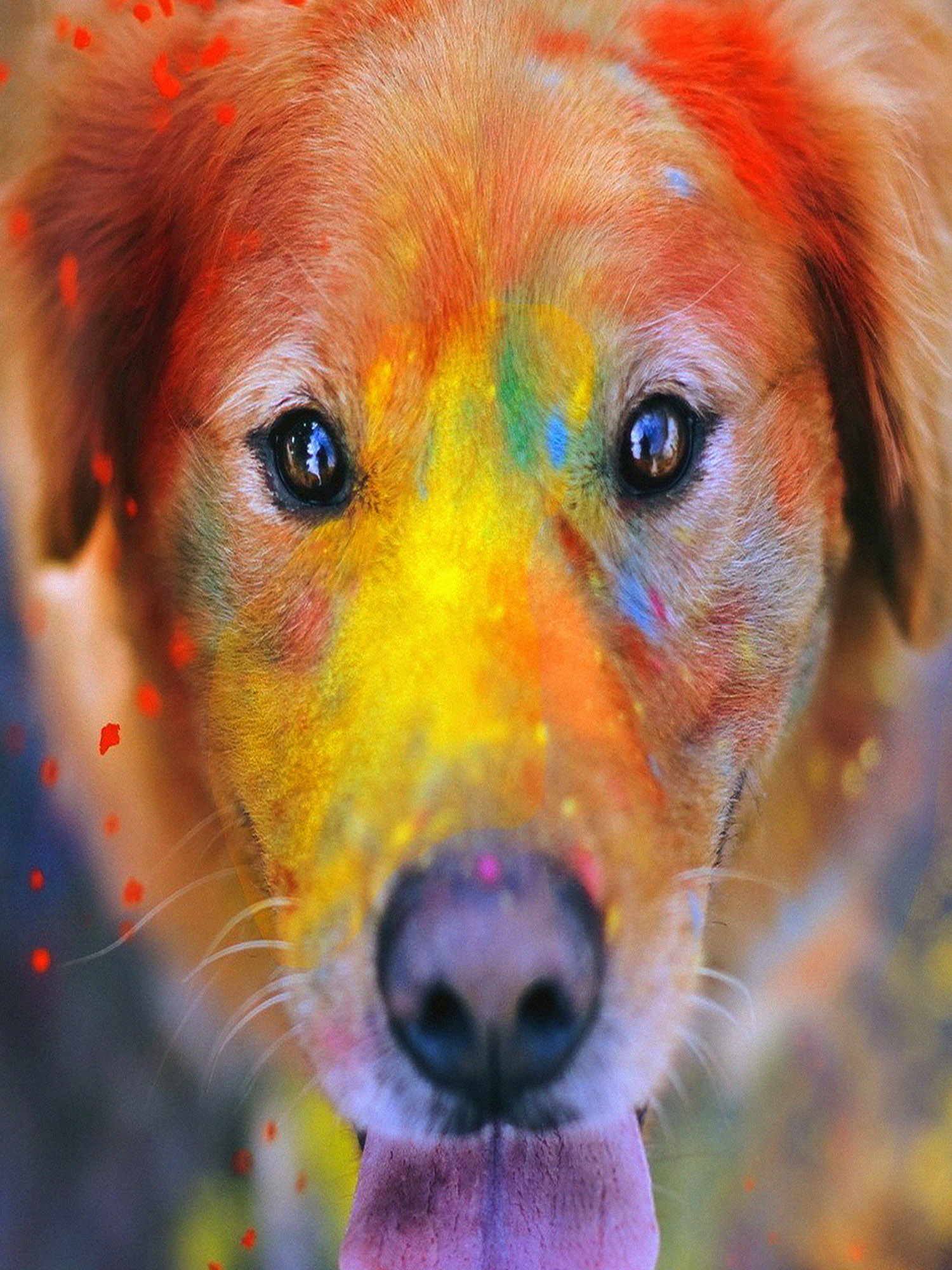 Пёс в красках