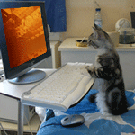 Скачать анимацию Кот - программист