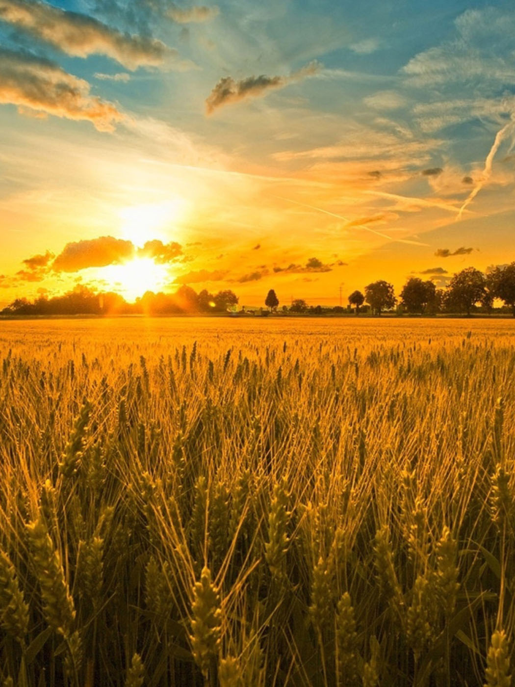 Скачать картинку Закат на пшеничном поле